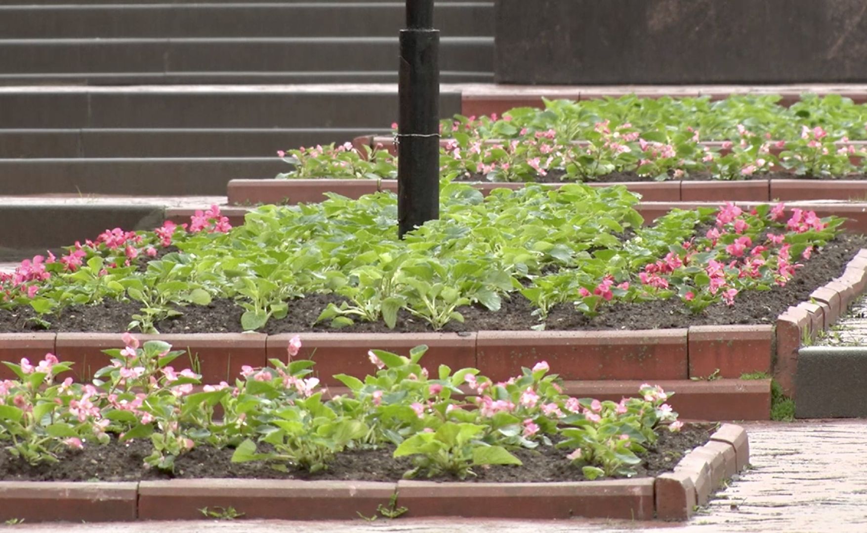 Клин, благоустройство, цветы, весна