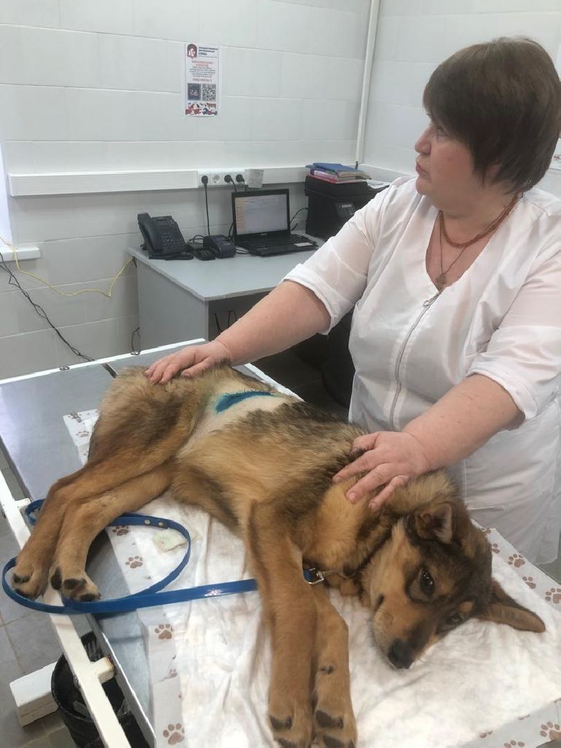 Кашира, бешенство, ветеринарная клиника, профилактика, вакцинация