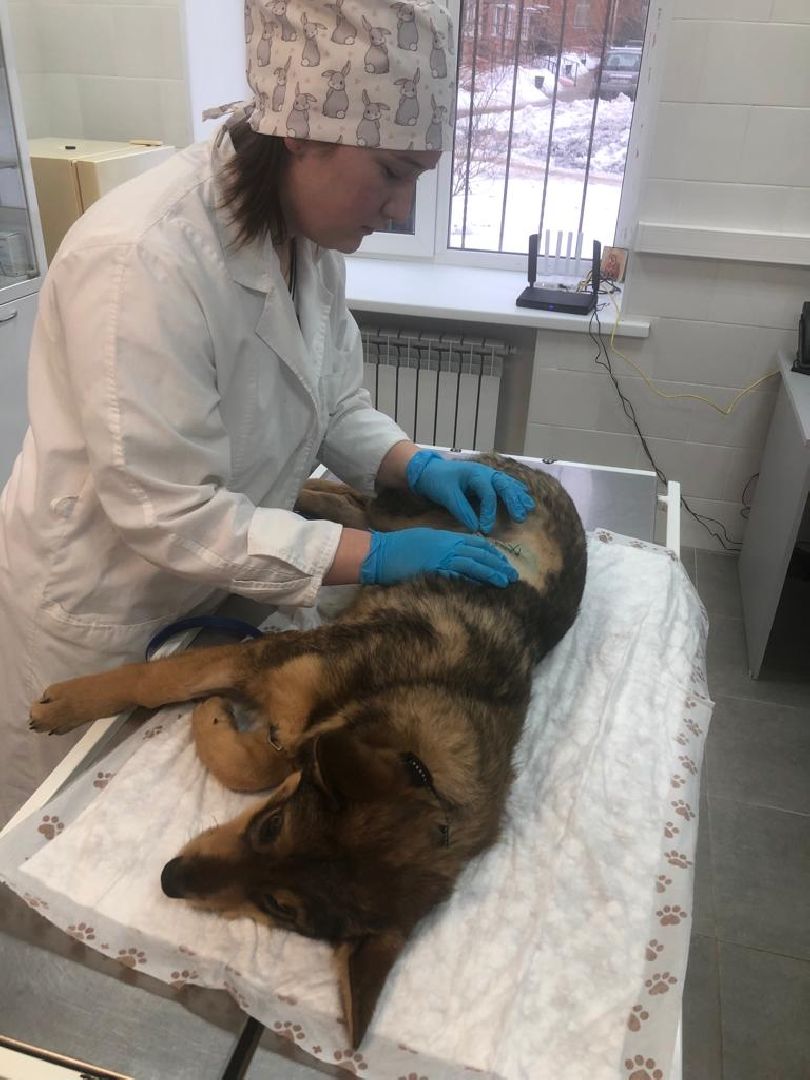 Кашира, бешенство, ветеринарная клиника, профилактика, вакцинация