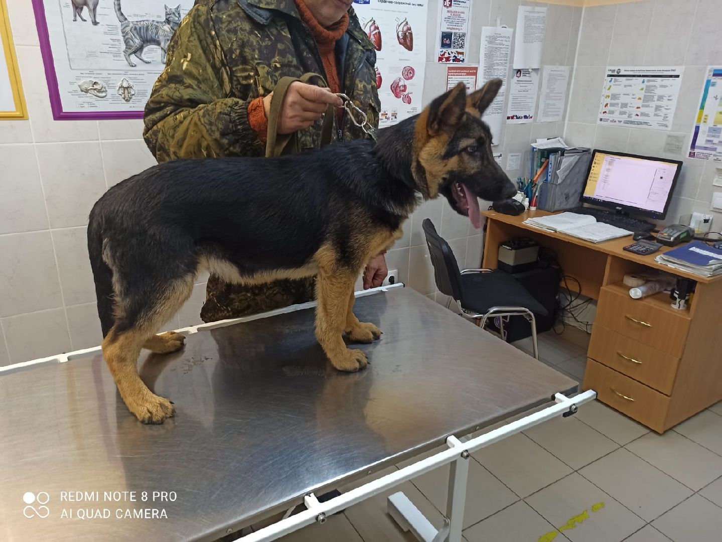 Кашира, бешенство, ветеринарная клиника, профилактика, вакцинация