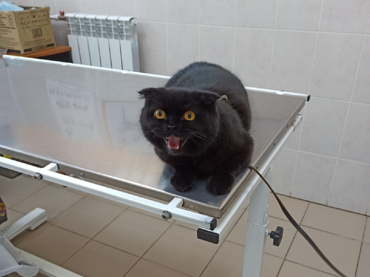 Кашира, бешенство, ветеринарная клиника, профилактика, вакцинация