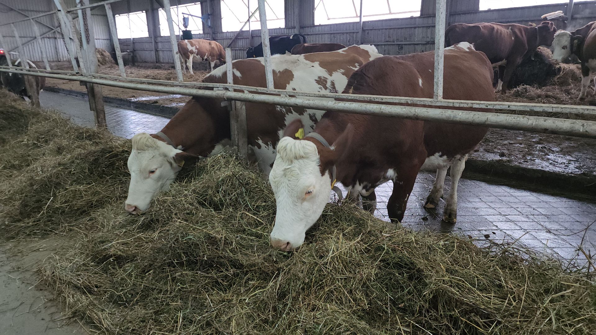 Истра, Сыр, Бизнес,