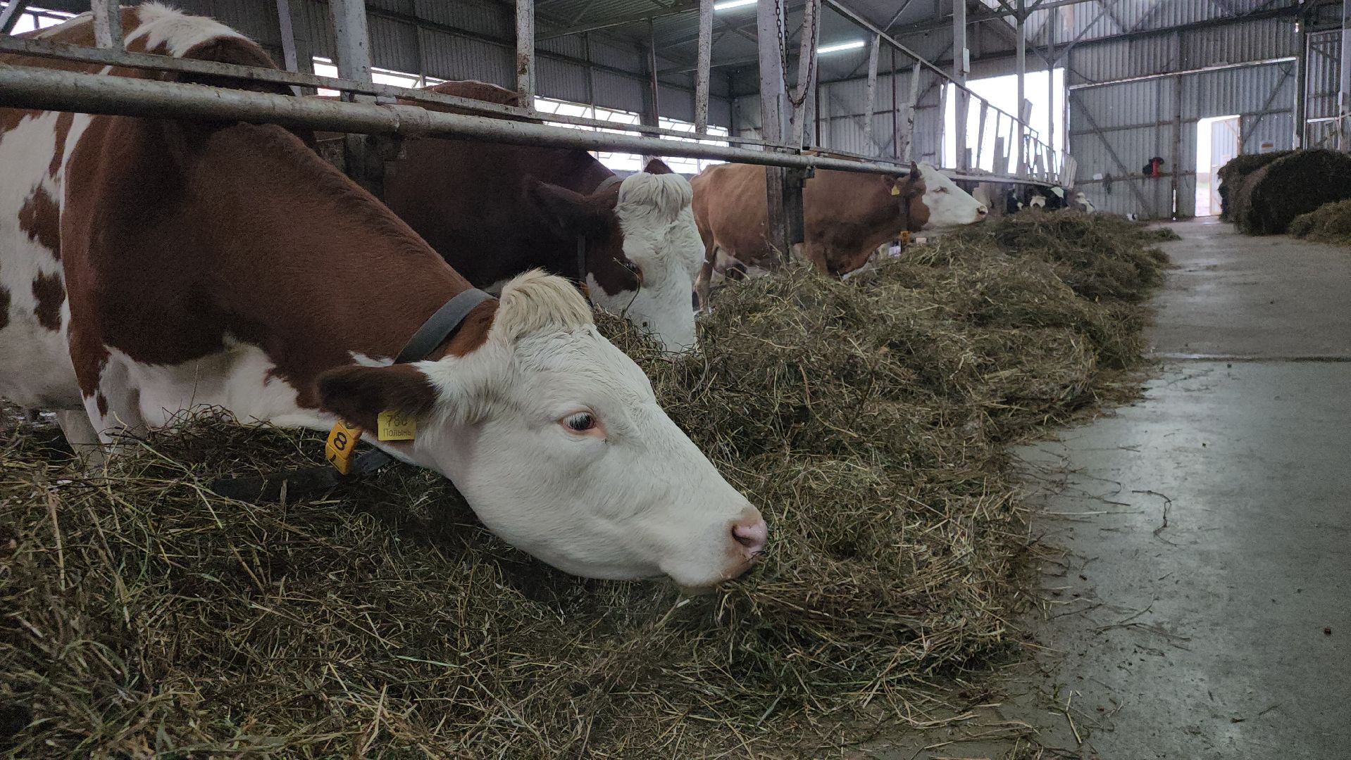 Истра, Сыр, Бизнес,