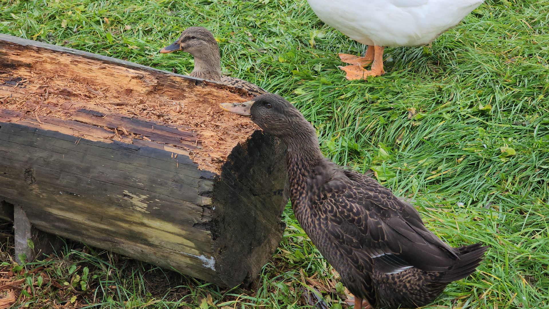 Истра, Сыр, Бизнес,