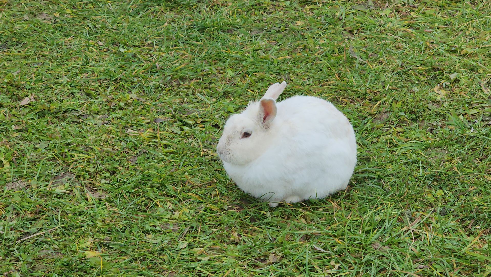 Истра, Сыр, Бизнес,