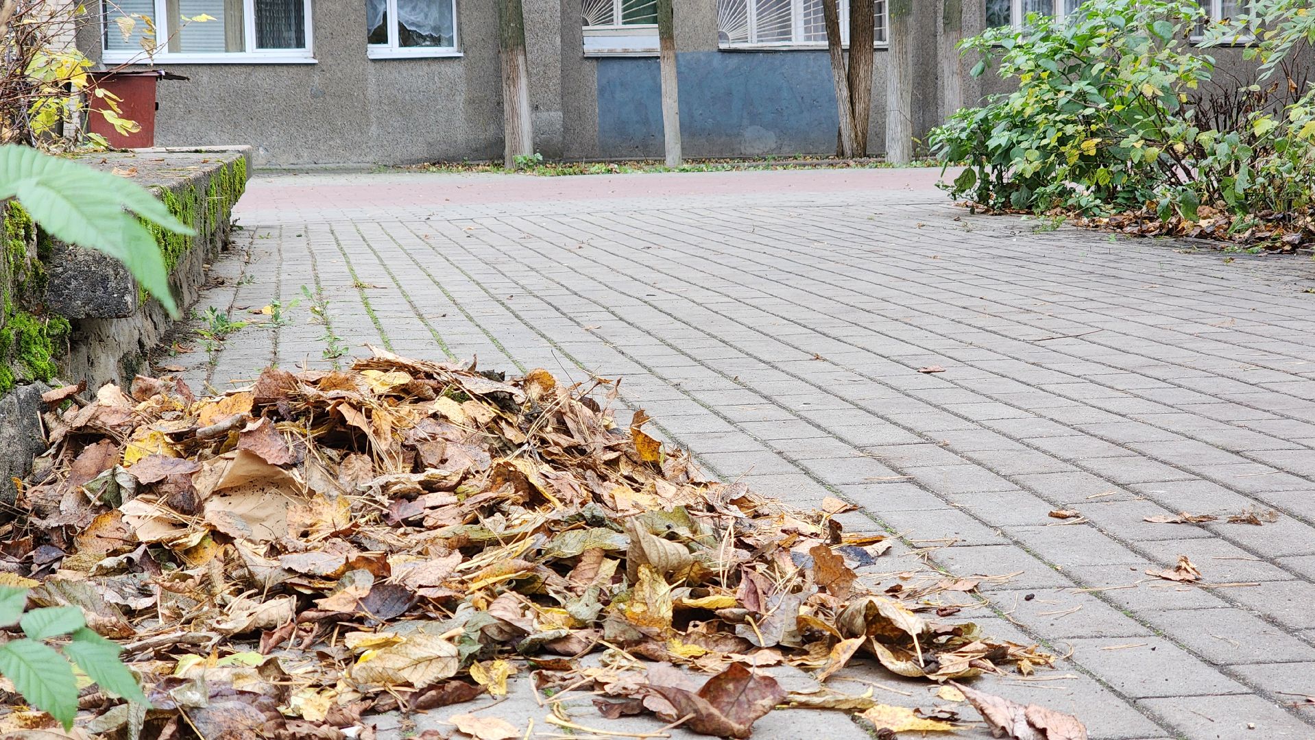 протвино ,  благоустройство, палая листва,