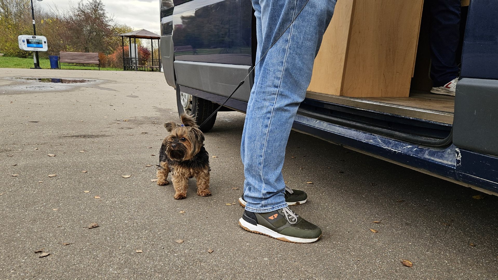 долгопрудный, собаки, чипирование, чипирование домашних животных, чипирование животных, чипирование собак,вакцинация животных, вакцинация от бешенства, вакцинация животных от бешенства,