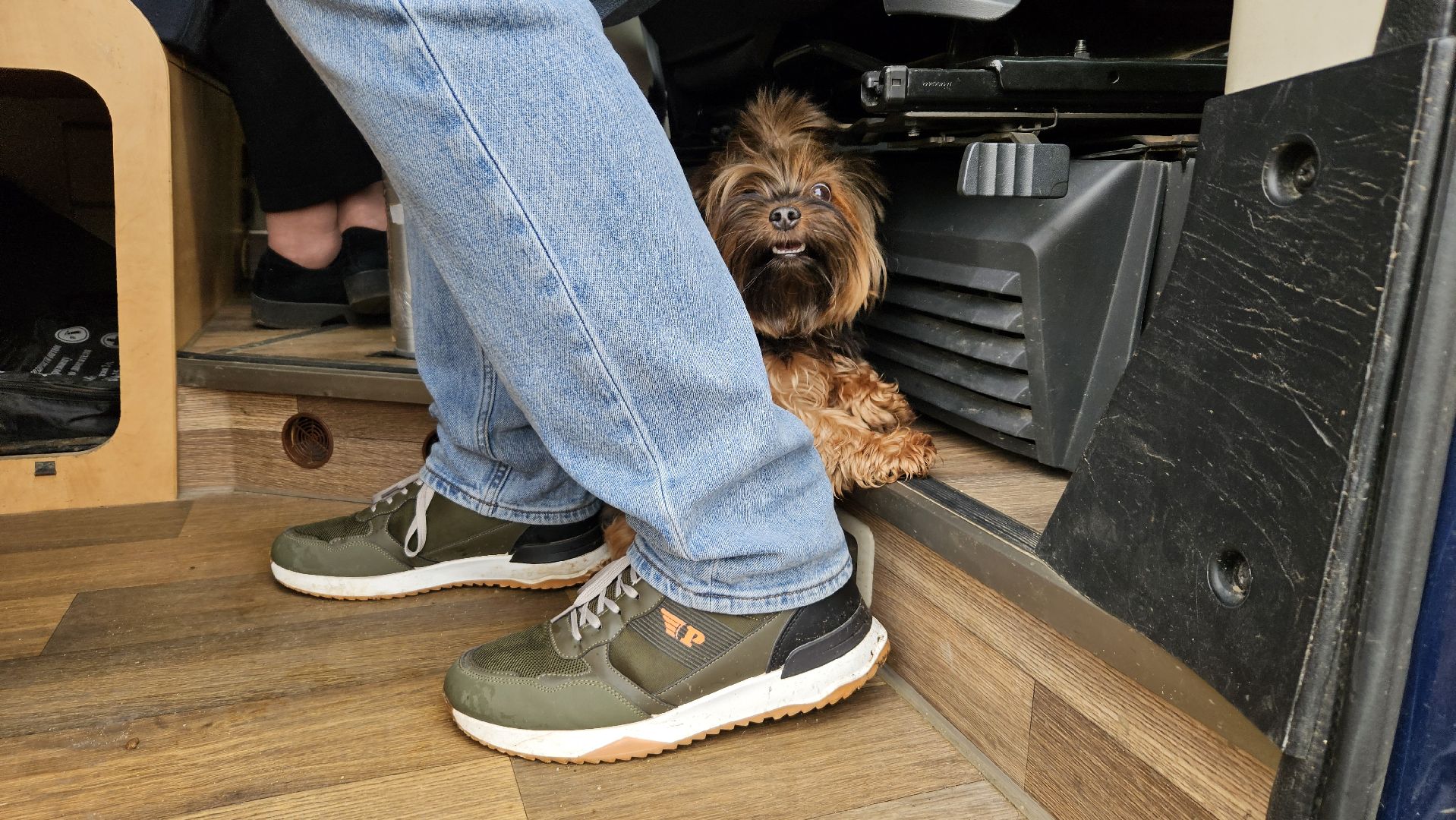 долгопрудный, собаки, чипирование, чипирование домашних животных, чипирование животных, чипирование собак,вакцинация животных, вакцинация от бешенства, вакцинация животных от бешенства,