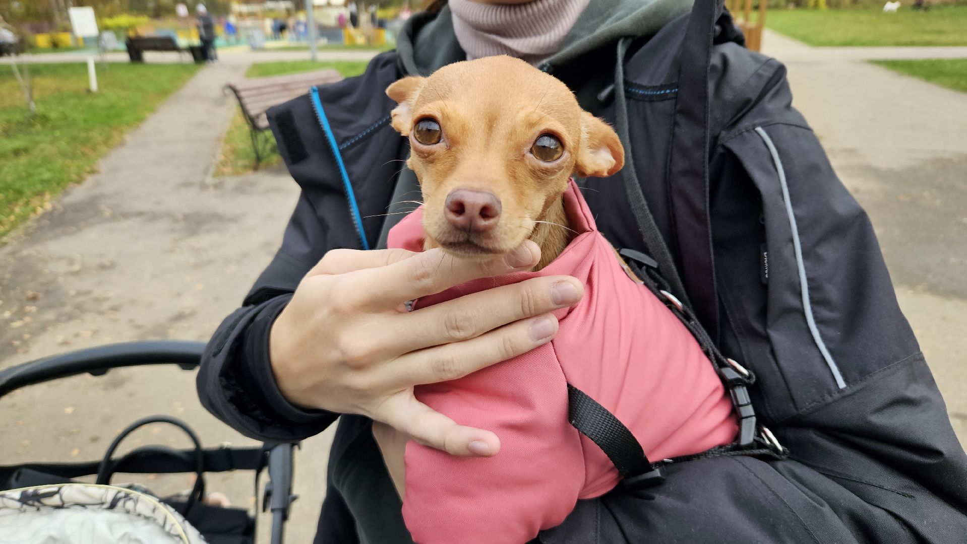 долгопрудный, собаки, чипирование, чипирование домашних животных, чипирование животных, чипирование собак,вакцинация животных, вакцинация от бешенства, вакцинация животных от бешенства,