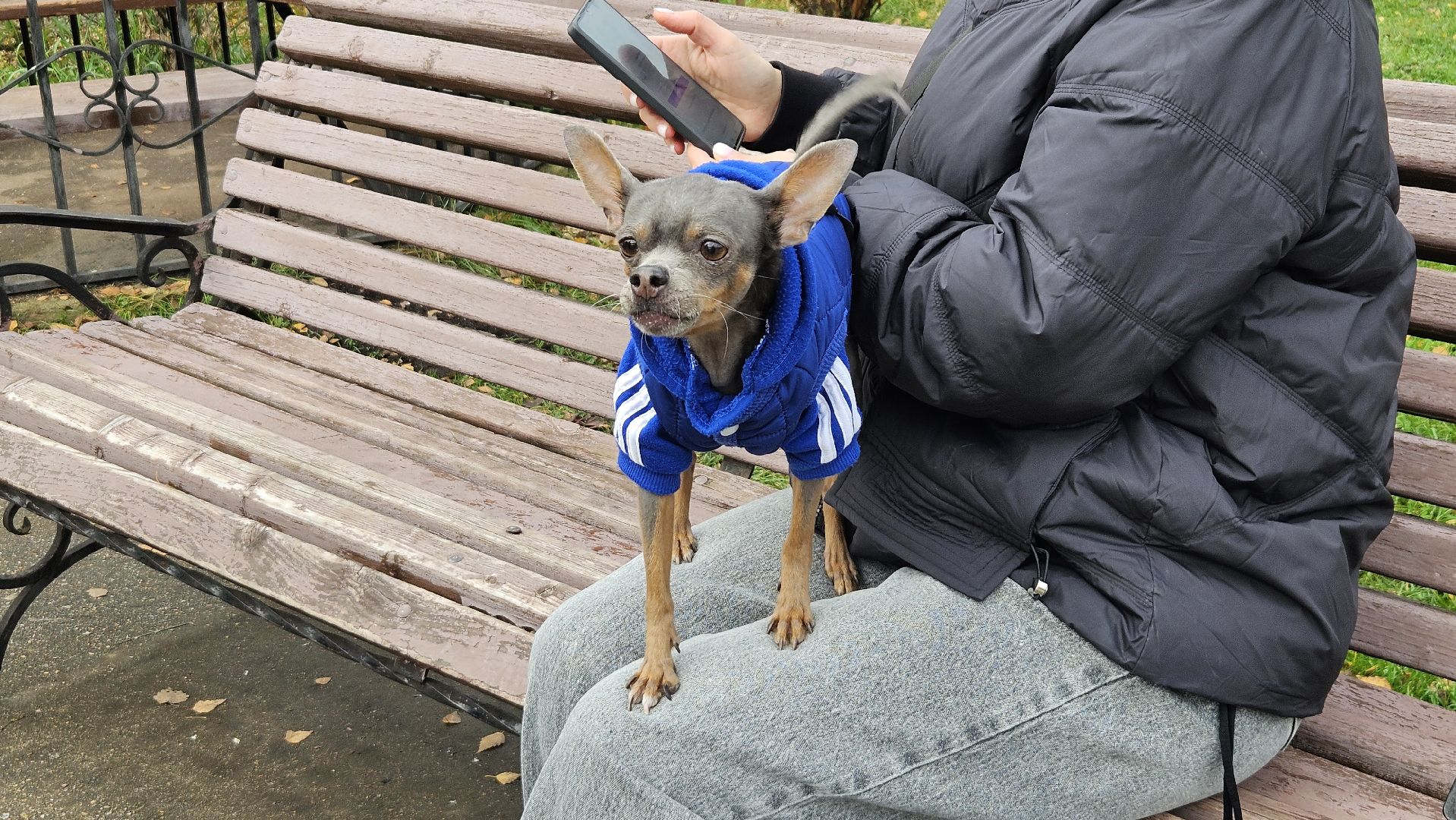 долгопрудный, собаки, чипирование, чипирование домашних животных, чипирование животных, чипирование собак,вакцинация животных, вакцинация от бешенства, вакцинация животных от бешенства,