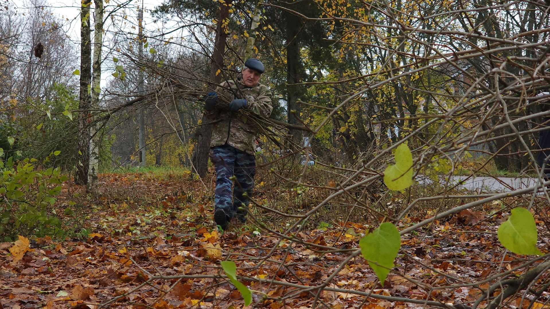 благоустрйоство, опиловка деревьев, лосино-петровский,