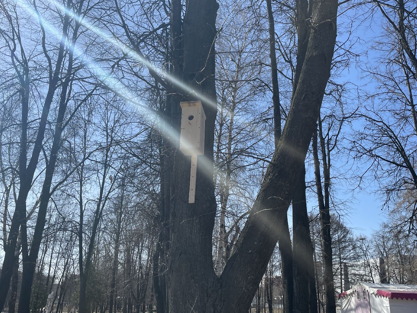 Скворечники, птицы