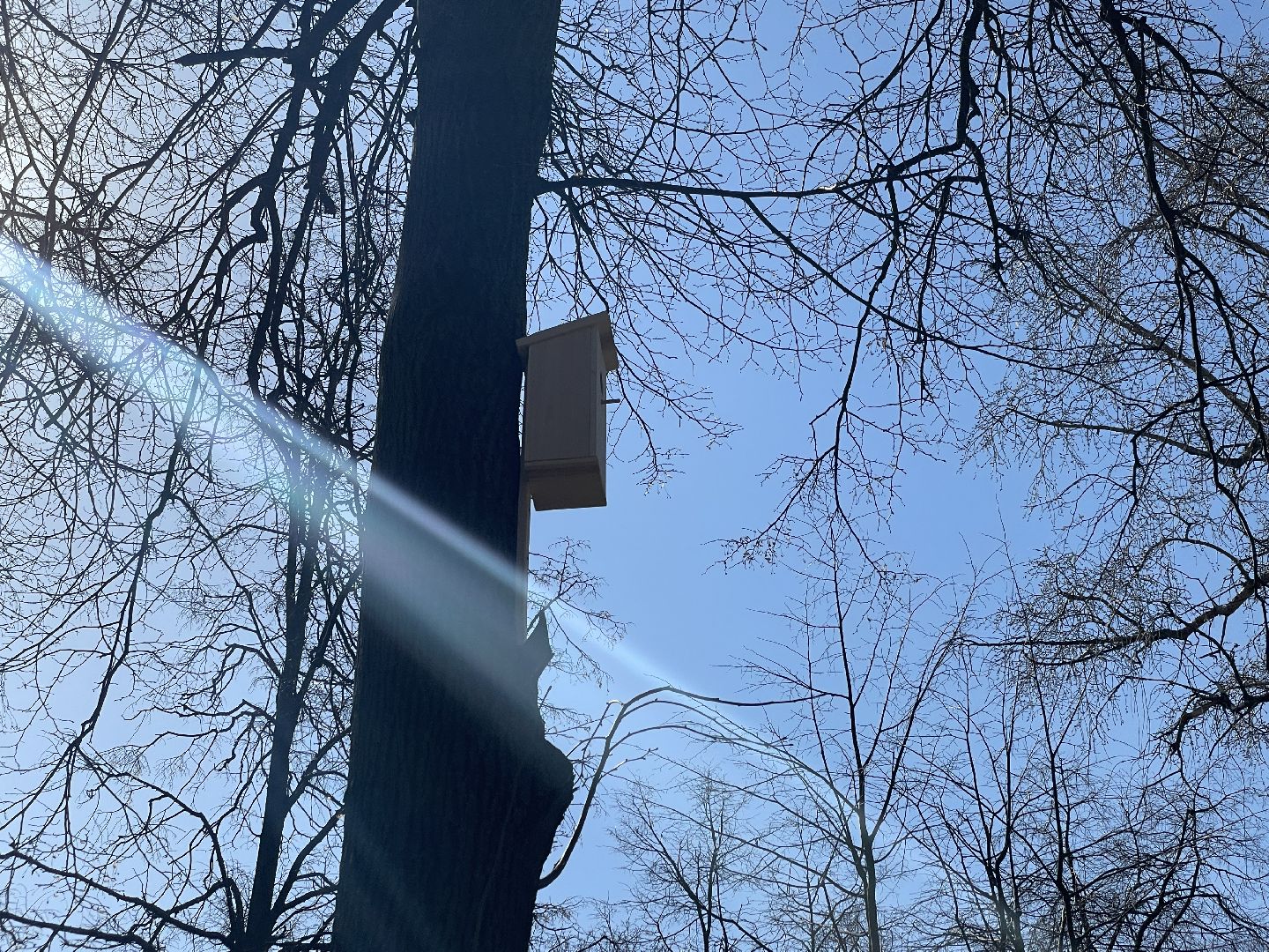 Скворечники, птицы