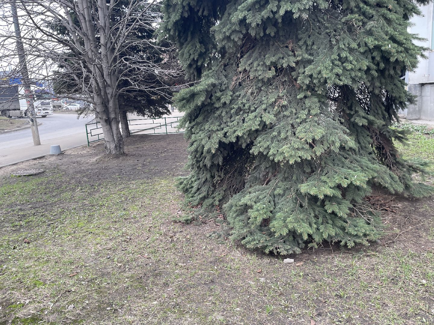 Елки, уборка