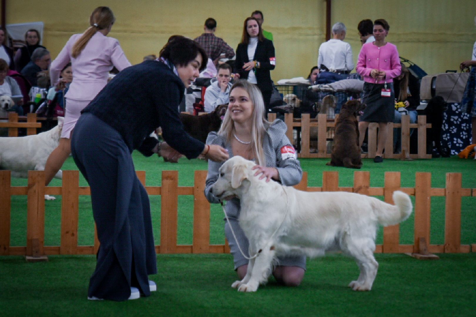 бронницы, выставка собак в бронницах, выставка ретриверов в бронницах, российский ретривер клуб,