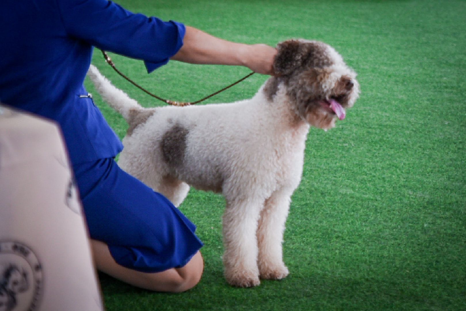 бронницы, выставка собак в бронницах, выставка ретриверов в бронницах, российский ретривер клуб,
