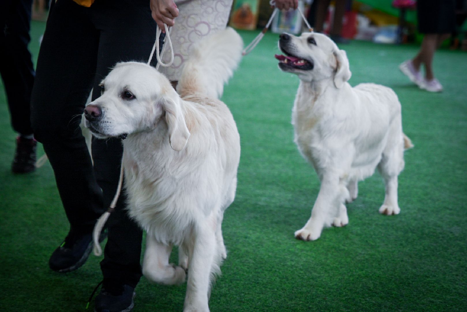 бронницы, выставка собак в бронницах, выставка ретриверов в бронницах, российский ретривер клуб,