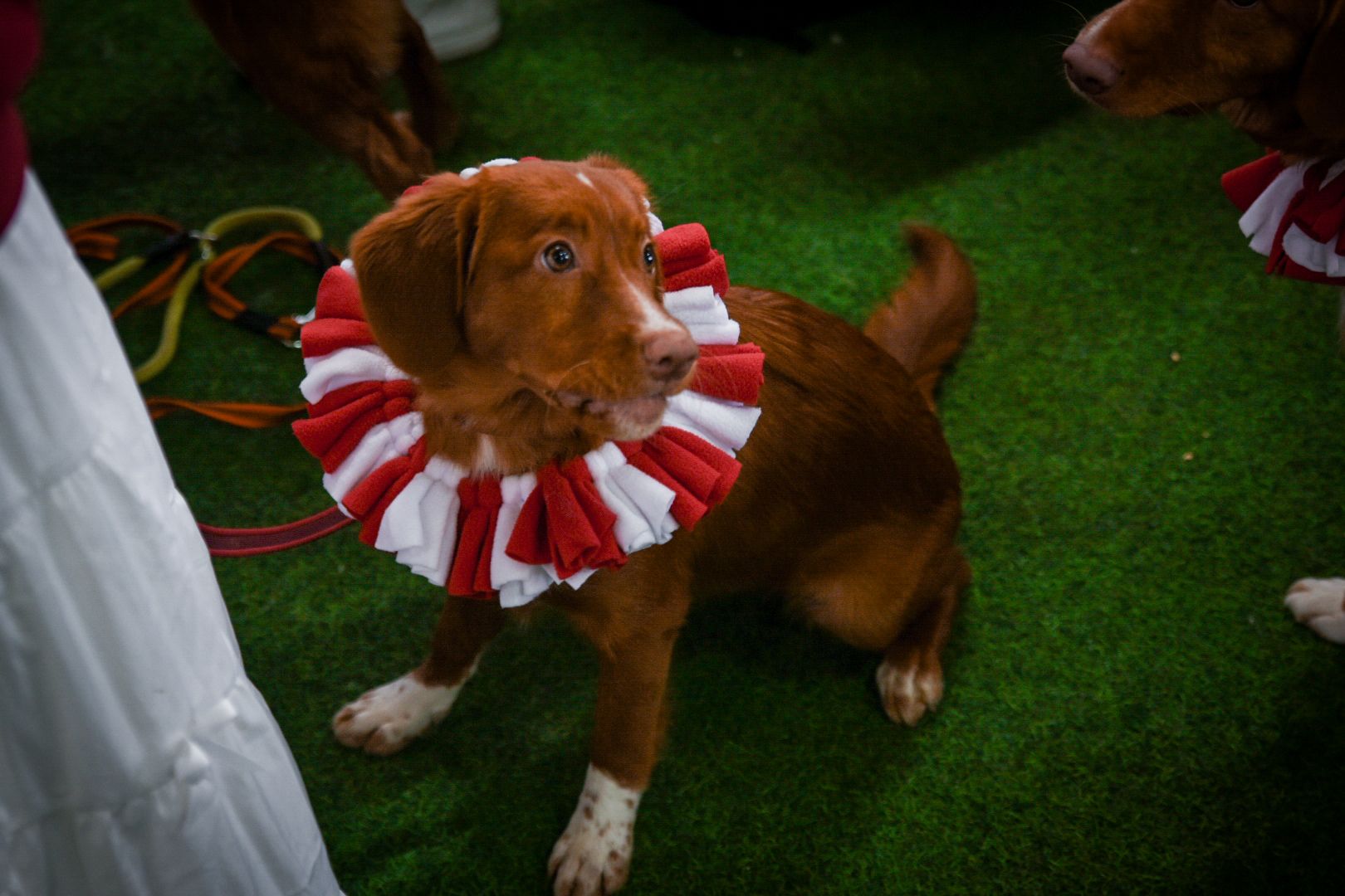 бронницы, выставка собак в бронницах, выставка ретриверов в бронницах, российский ретривер клуб,