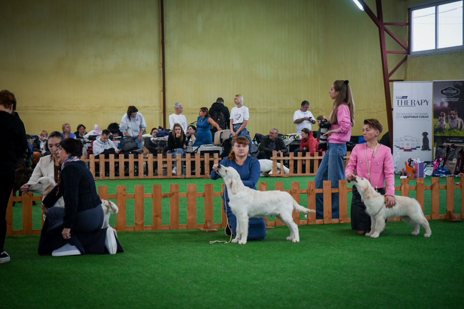 бронницы, выставка собак в бронницах, выставка ретриверов в бронницах, российский ретривер клуб,