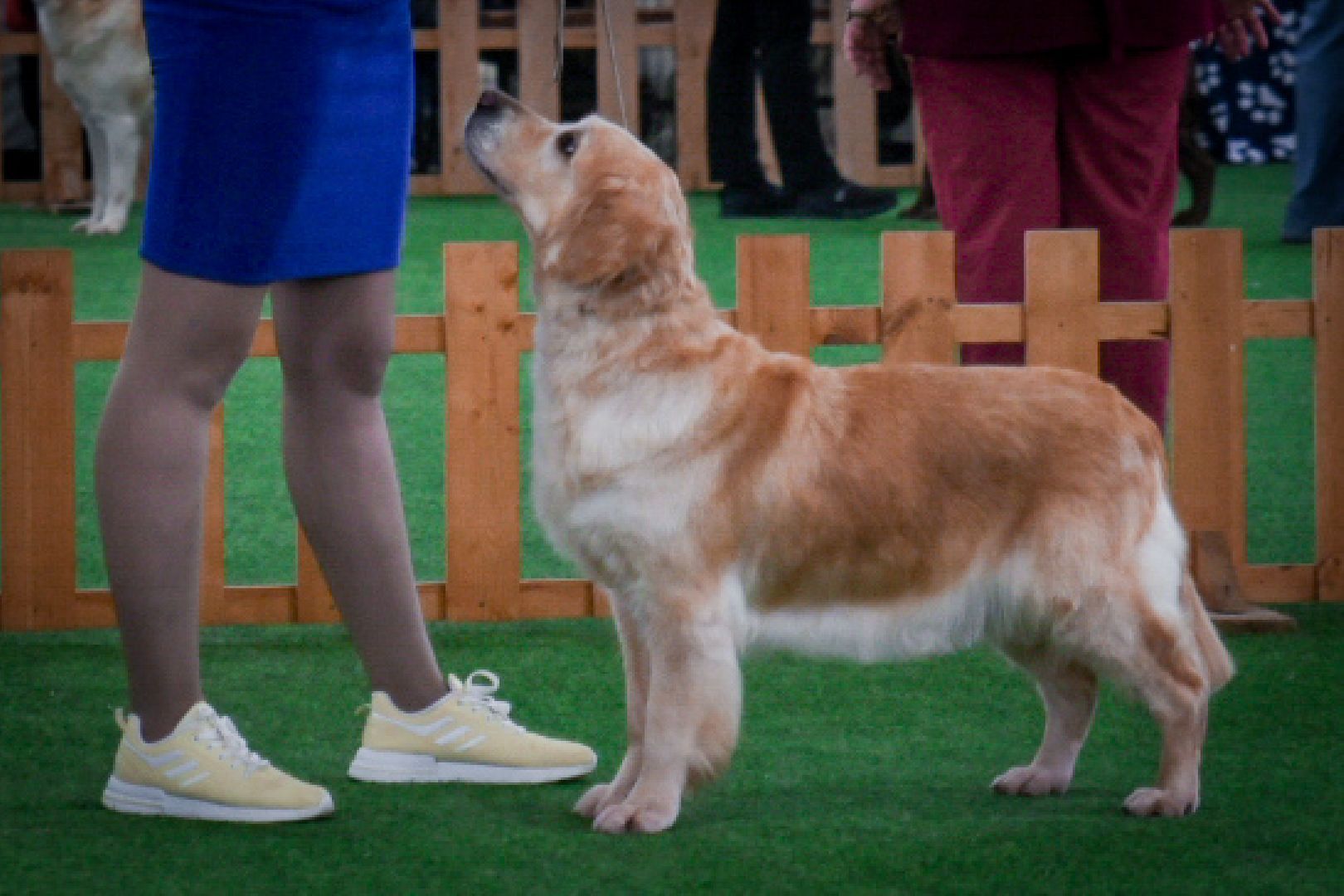 бронницы, выставка собак в бронницах, выставка ретриверов в бронницах, российский ретривер клуб,