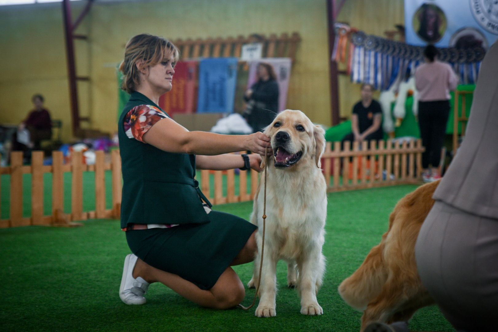 бронницы, выставка собак в бронницах, выставка ретриверов в бронницах, российский ретривер клуб,
