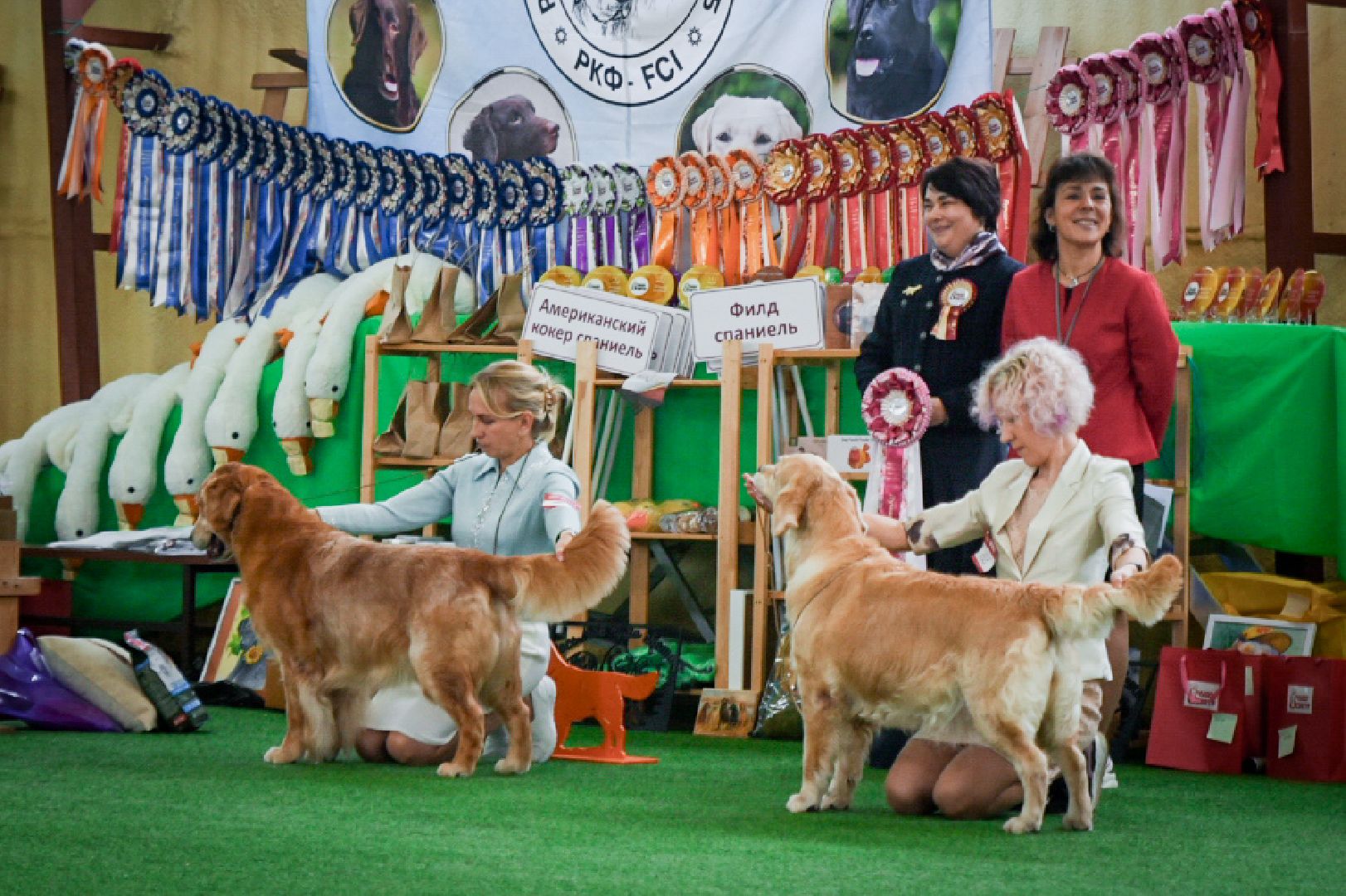 бронницы, выставка собак в бронницах, выставка ретриверов в бронницах, российский ретривер клуб,