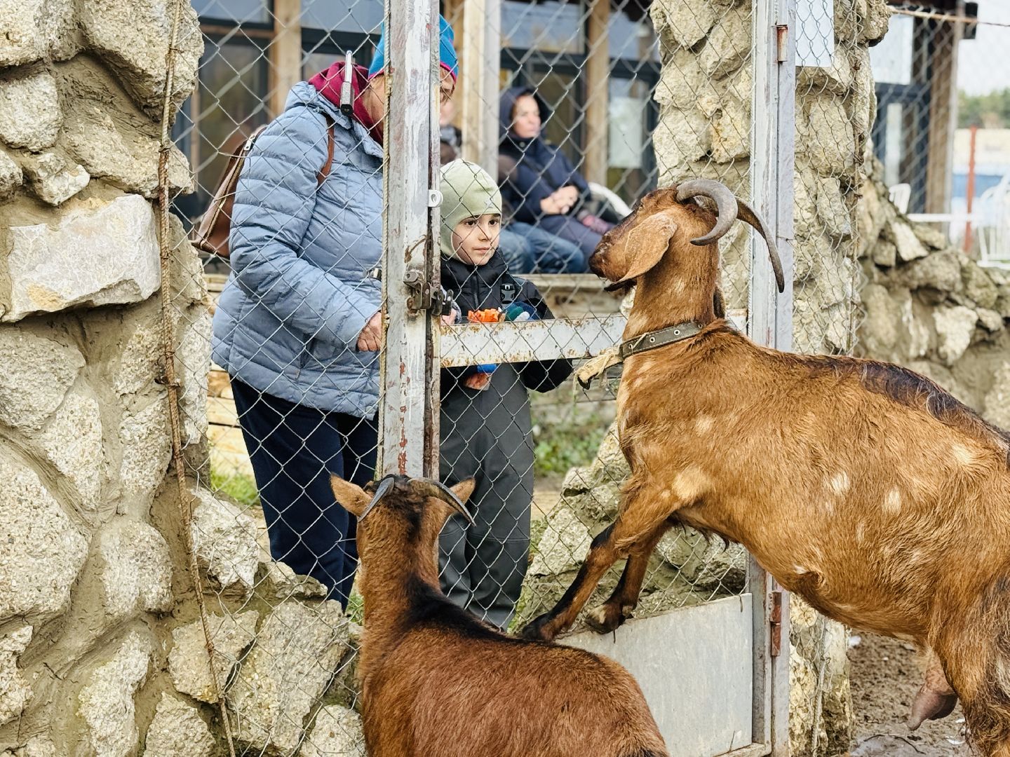 раменское, фестиваль тыкв, туризм, ферма 56,