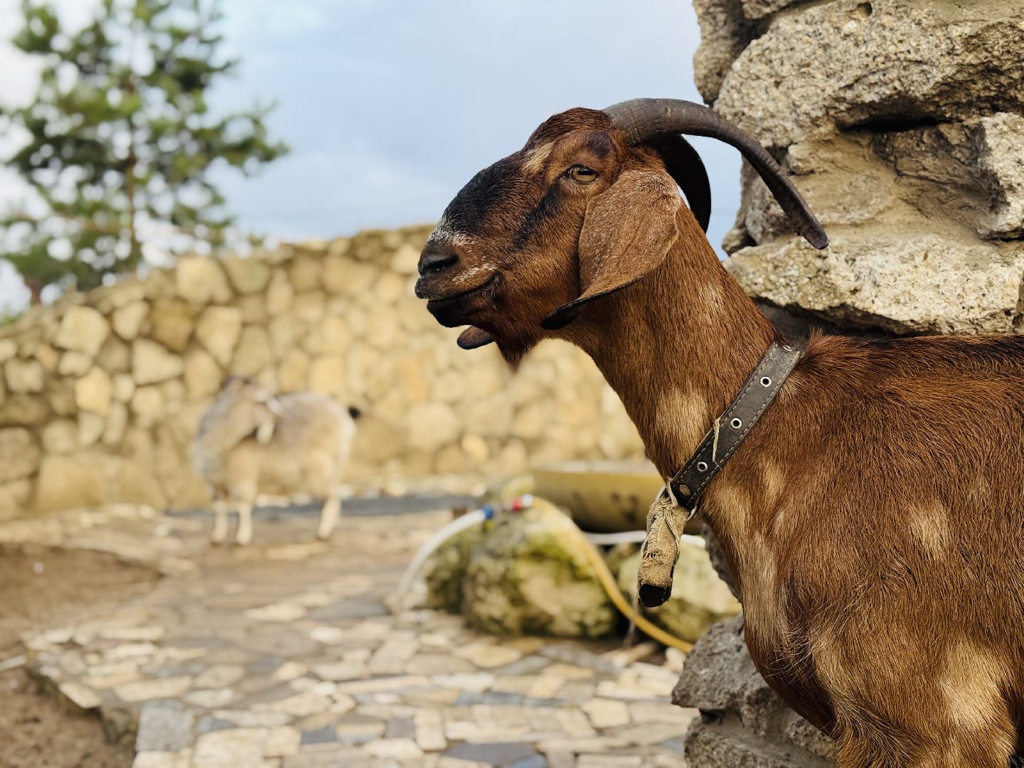 раменское, фестиваль тыкв, туризм, ферма 56,