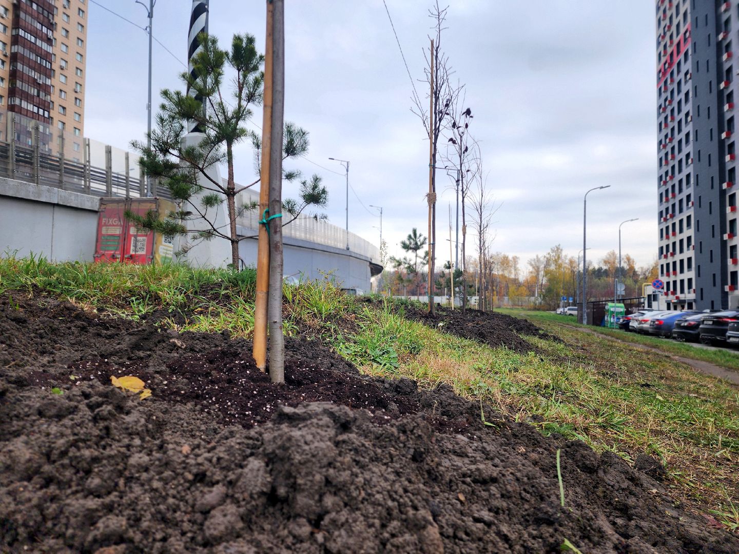 озеленение, деревья, черемуха, экологическая акция,