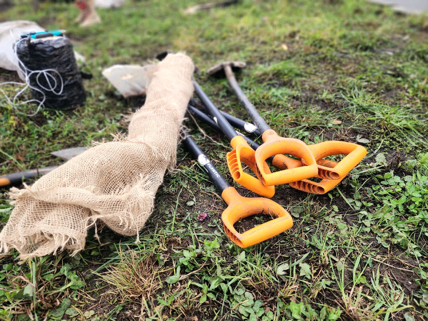 озеленение, деревья, черемуха, экологическая акция,