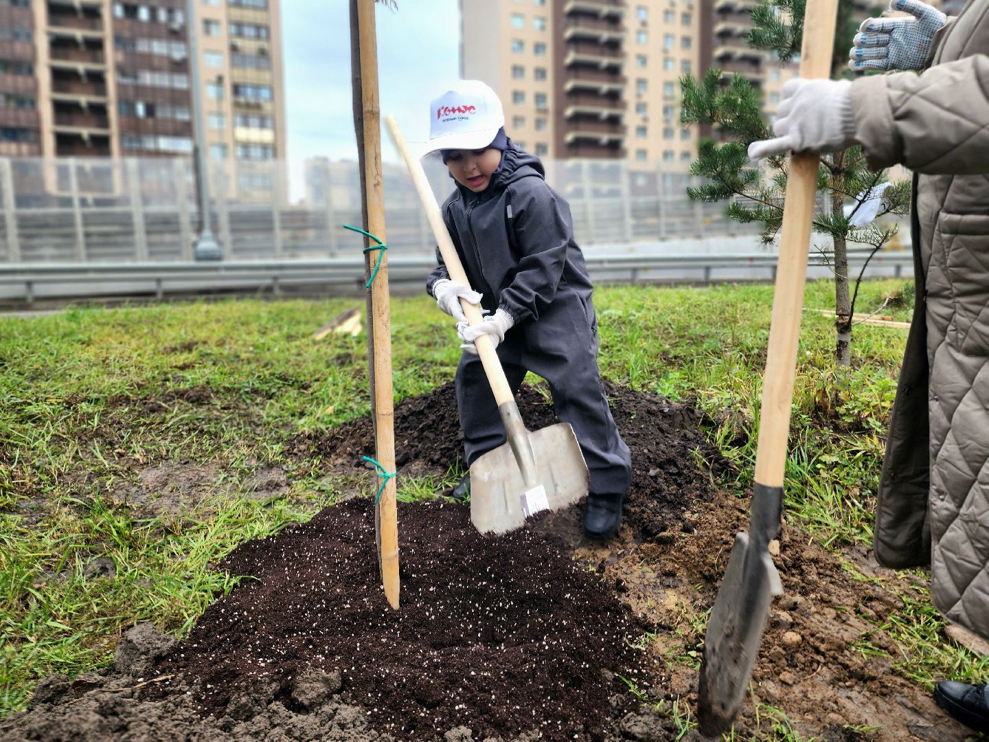 озеленение, деревья, черемуха, экологическая акция,