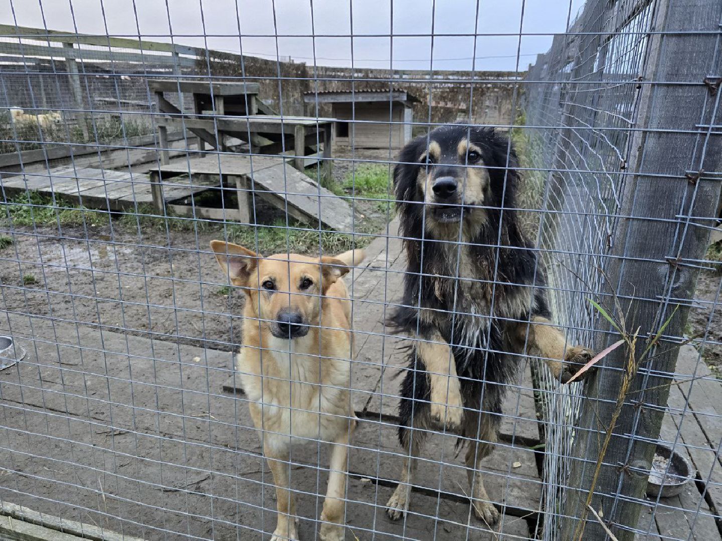 можайск, можайский муниципальный округ, подмосковье, приют для бездомных животных, пожар, волонтеры подмосковья, помощь приюту, собаки, бездомные животные,
