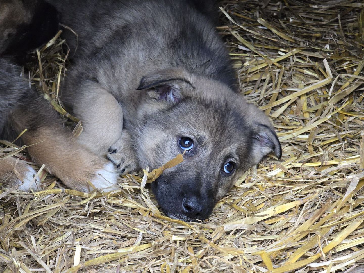 можайск, можайский муниципальный округ, подмосковье, приют для бездомных животных, пожар, волонтеры подмосковья, помощь приюту, собаки, бездомные животные,