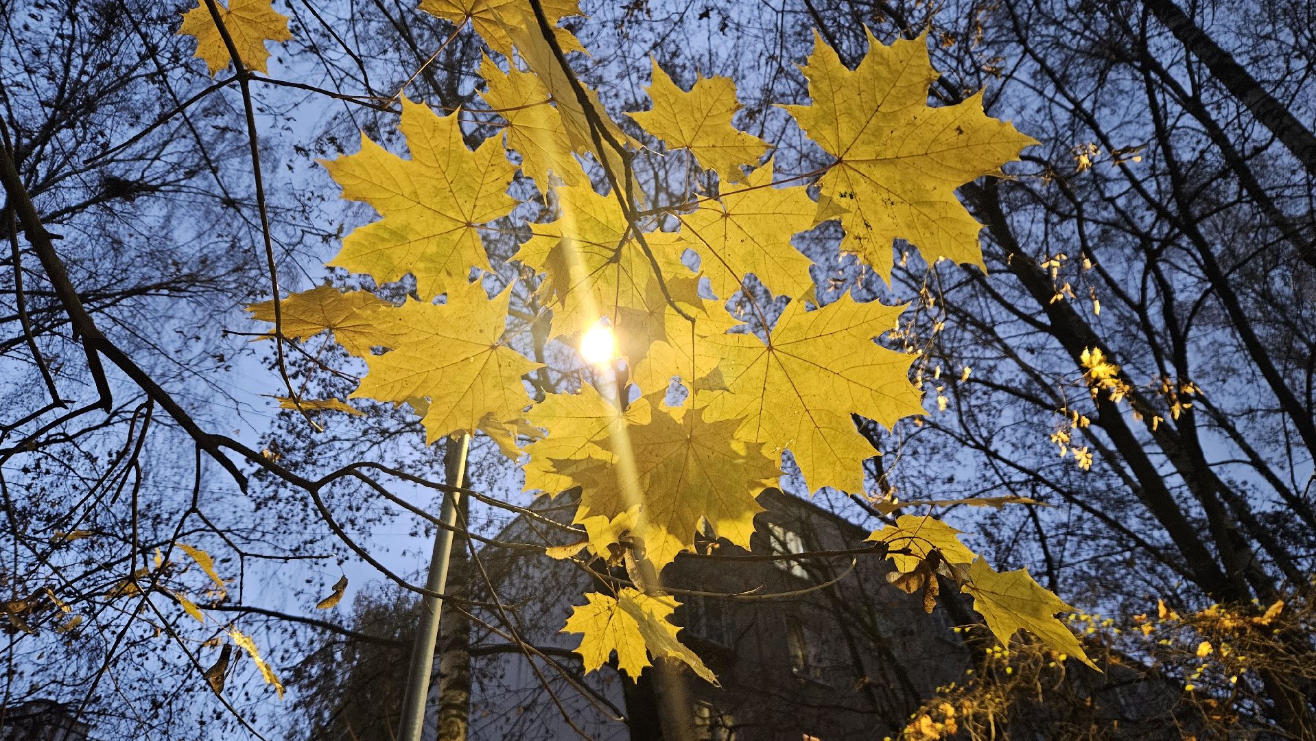 долгопрудный, благоустройство, мбу благоустройство, освещение, освещение улиц, фонари, фонарь,