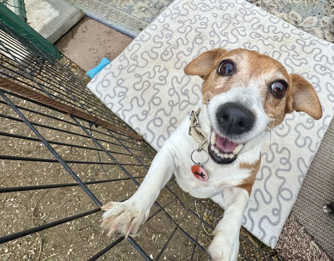 Сергиев Посад, приют бездомных животных, помощь животным,