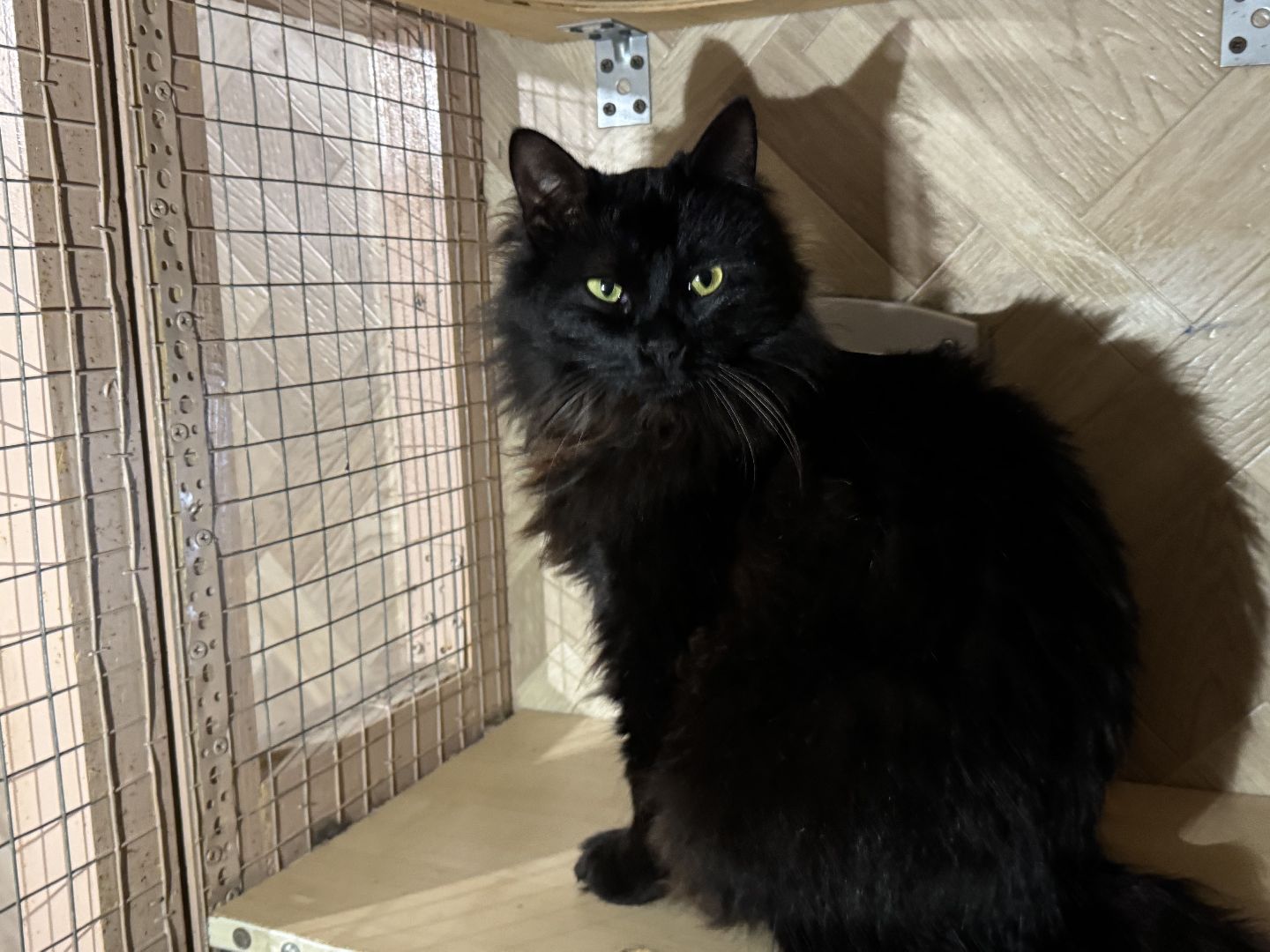 Сергиев Посад, приют бездомных животных, помощь животным,