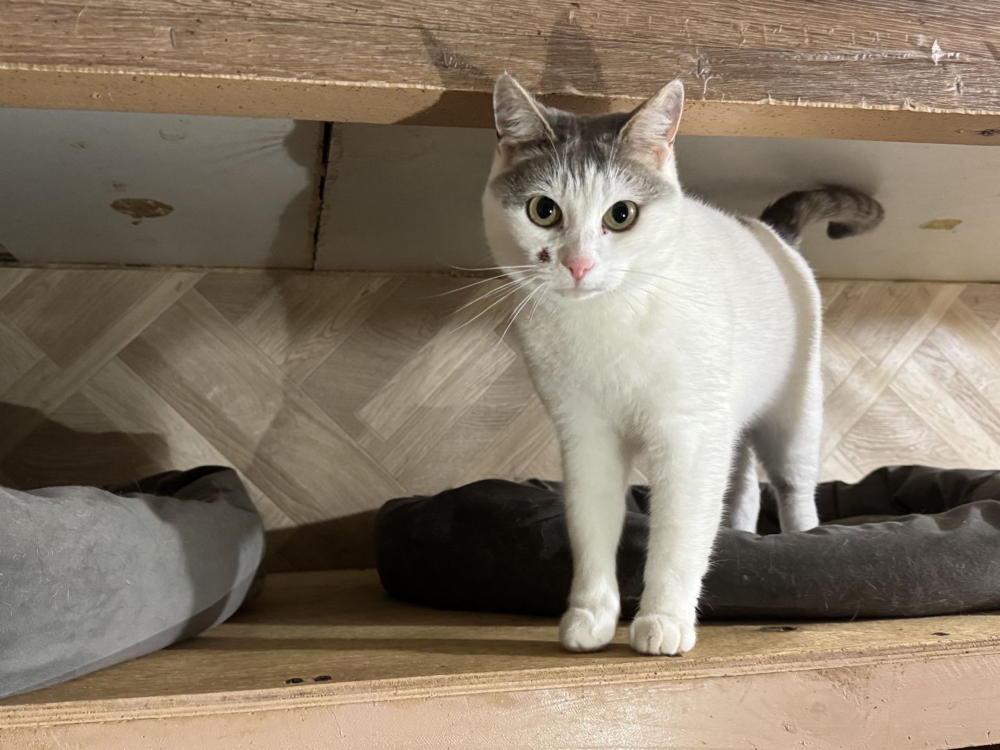 Сергиев Посад, приют бездомных животных, помощь животным,