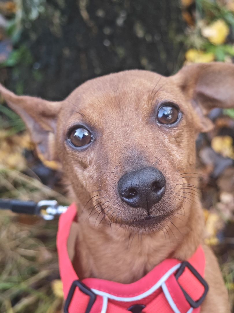 Сергиев Посад, приют бездомных животных, помощь животным,