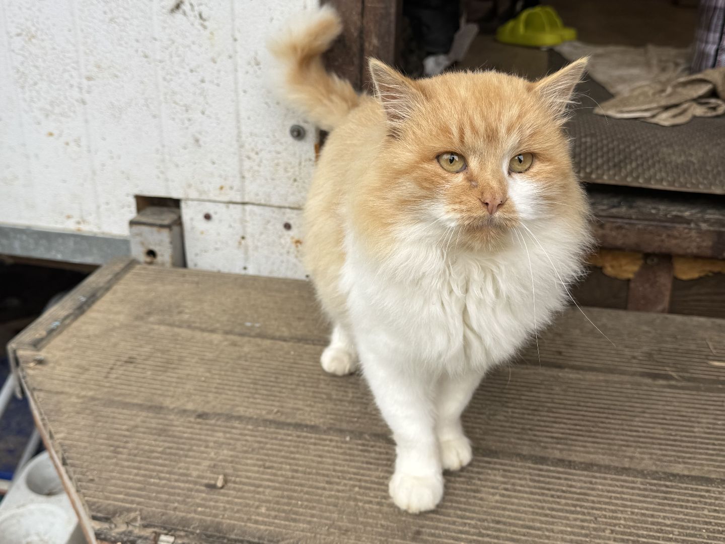 Сергиев Посад, приют бездомных животных, помощь животным,