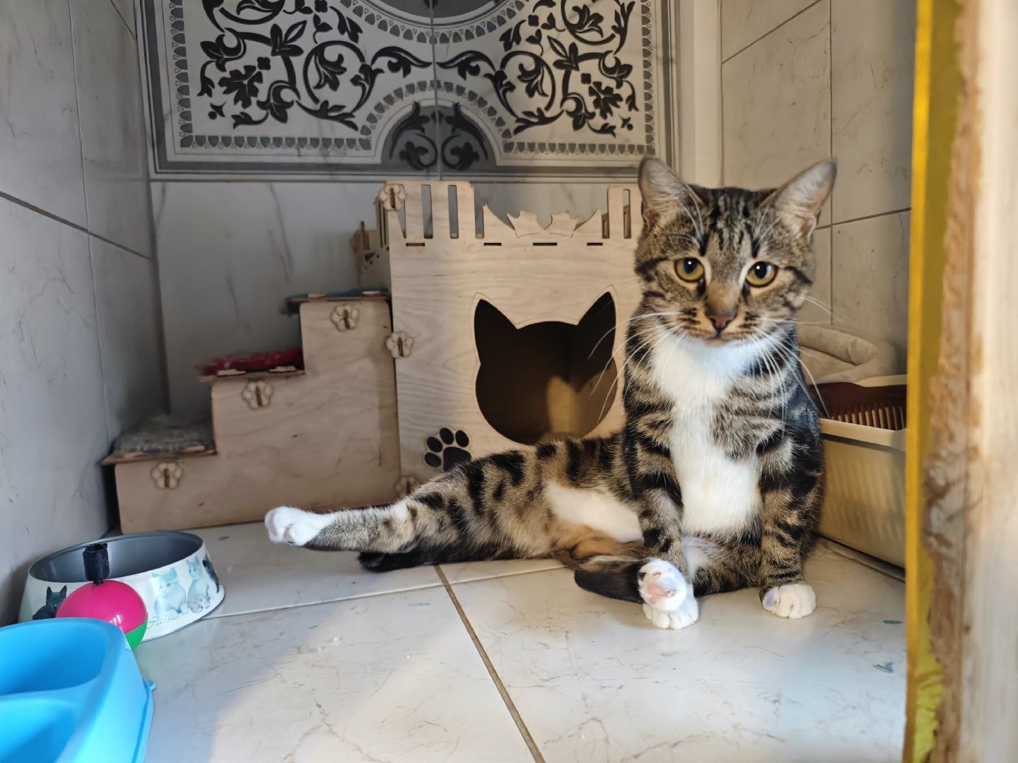 Сергиев Посад, приют бездомных животных, помощь животным,