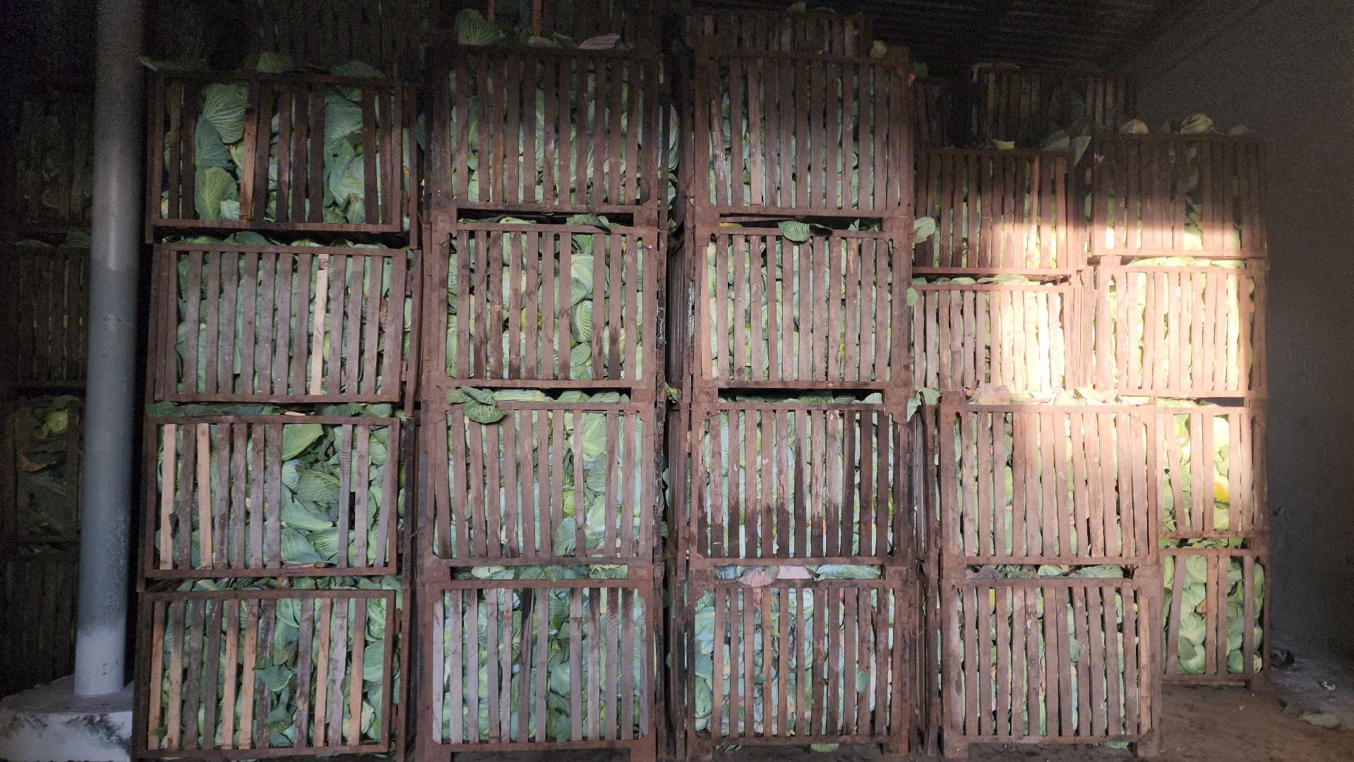 серпухов, ао дашковка, урожай-2025 в серпухове, овощехранилище в серпухове, сельское хозяйство в серпухове,