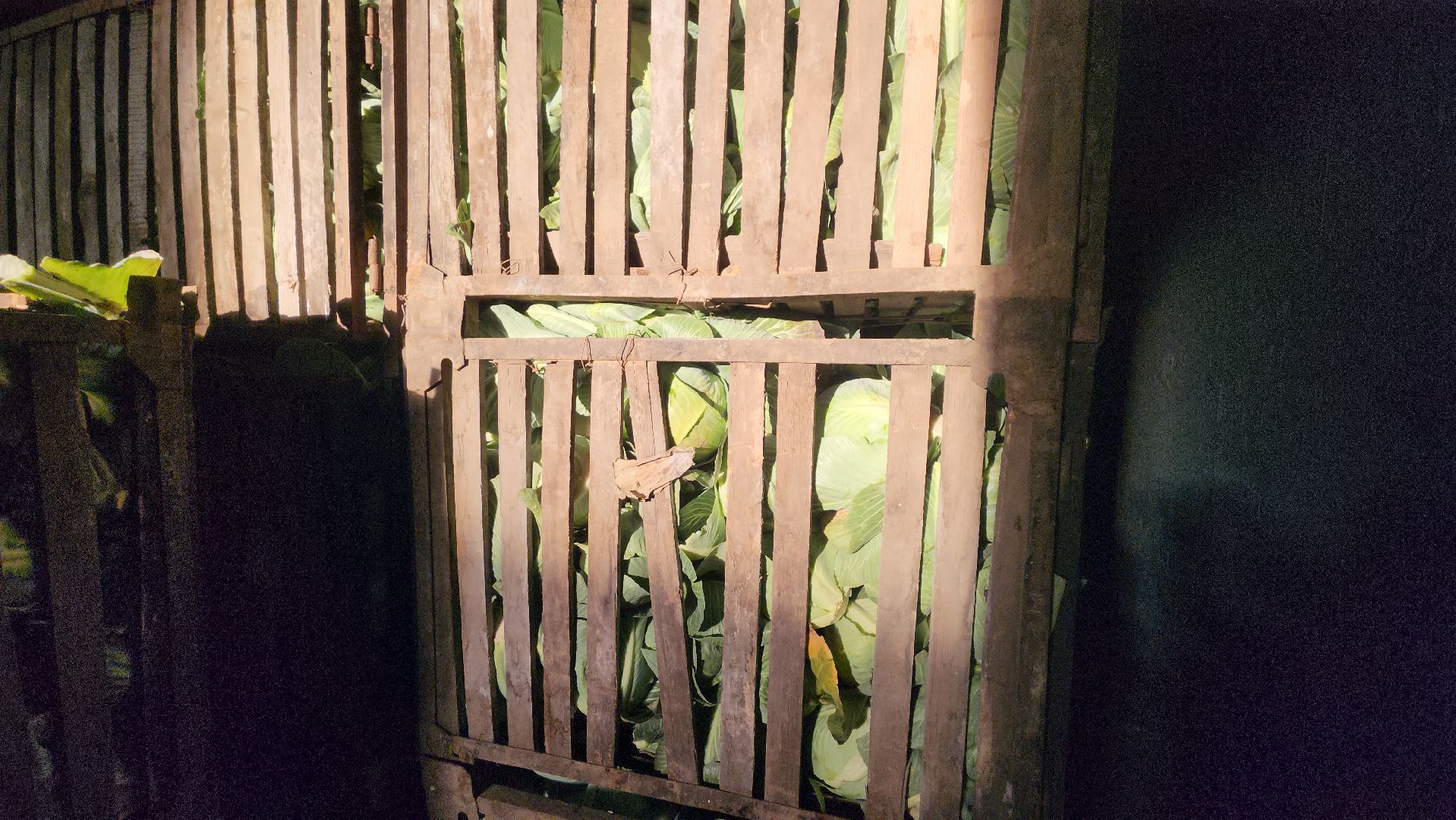 серпухов, ао дашковка, урожай-2025 в серпухове, овощехранилище в серпухове, сельское хозяйство в серпухове,