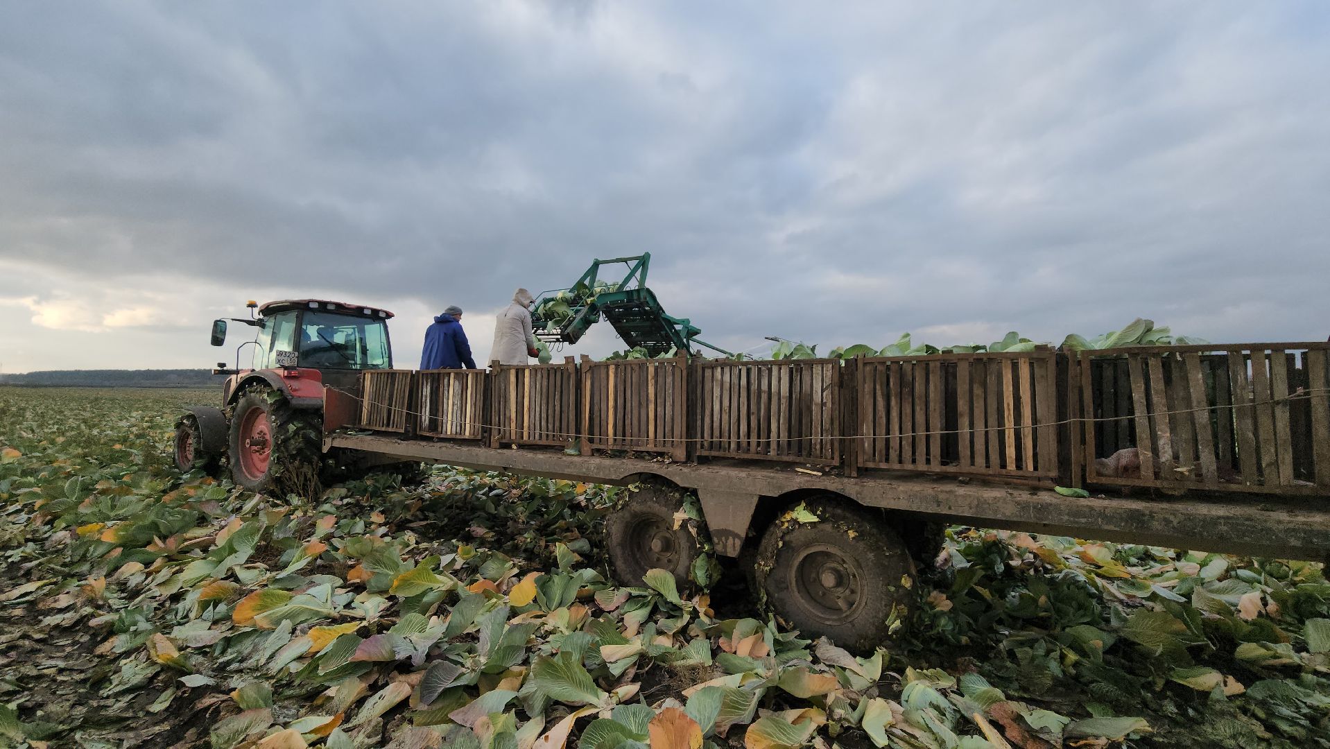 серпухов, ао дашковка, урожай-2025 в серпухове, овощехранилище в серпухове, сельское хозяйство в серпухове,