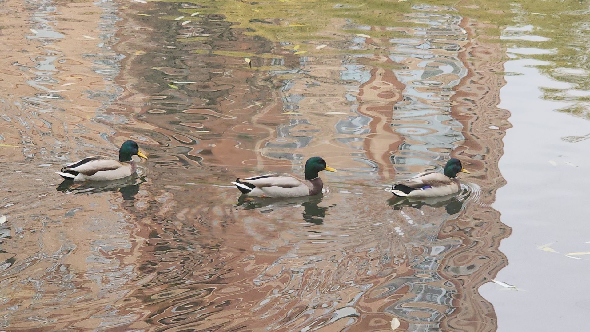 Люберцы, наташинские пруды, наташинский парк, очистка прибрежной зоны,