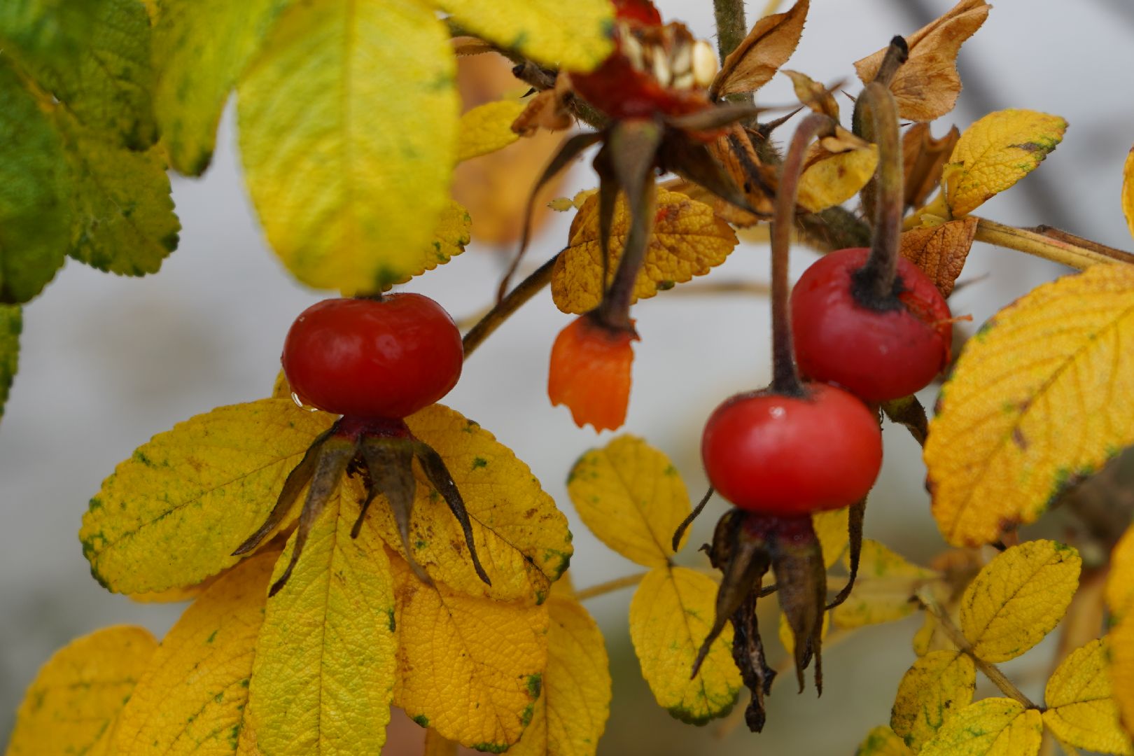 ступино, реставрация, Свято-Троицкий Белопесоцкий монастырь,