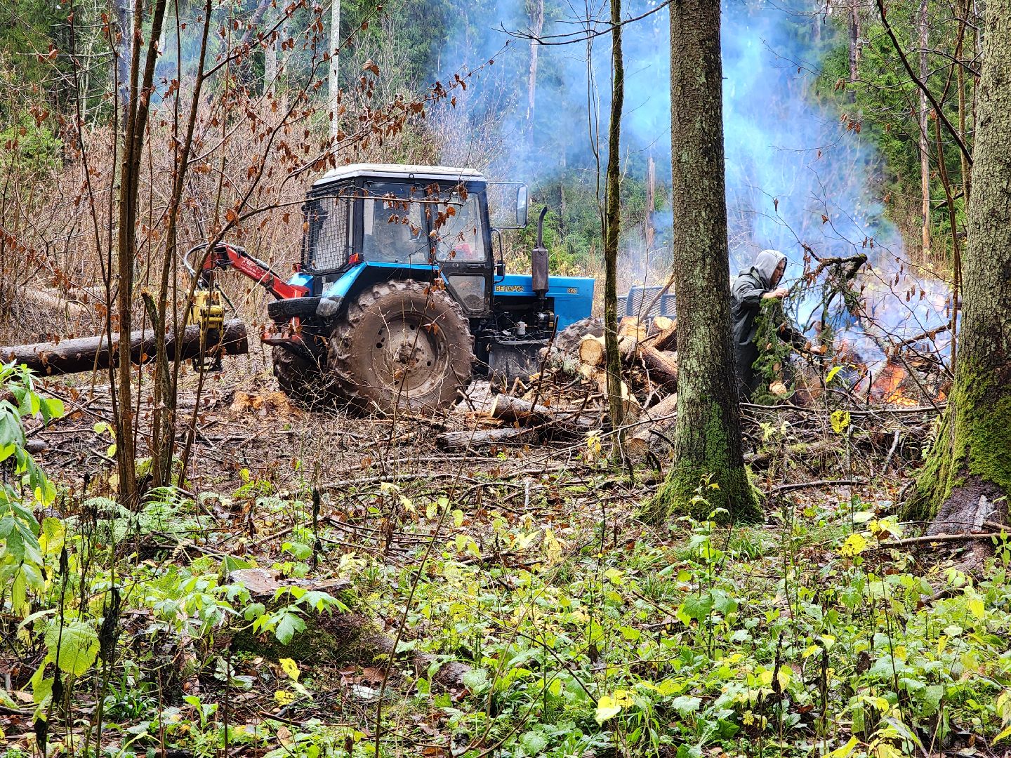сергиев посад, сергиево-посадский городской округ, высоково, мособллес, санитарная вырубка, выборочная рубка, санитарно-оздоровительные мероприятия, леса подмосковья,