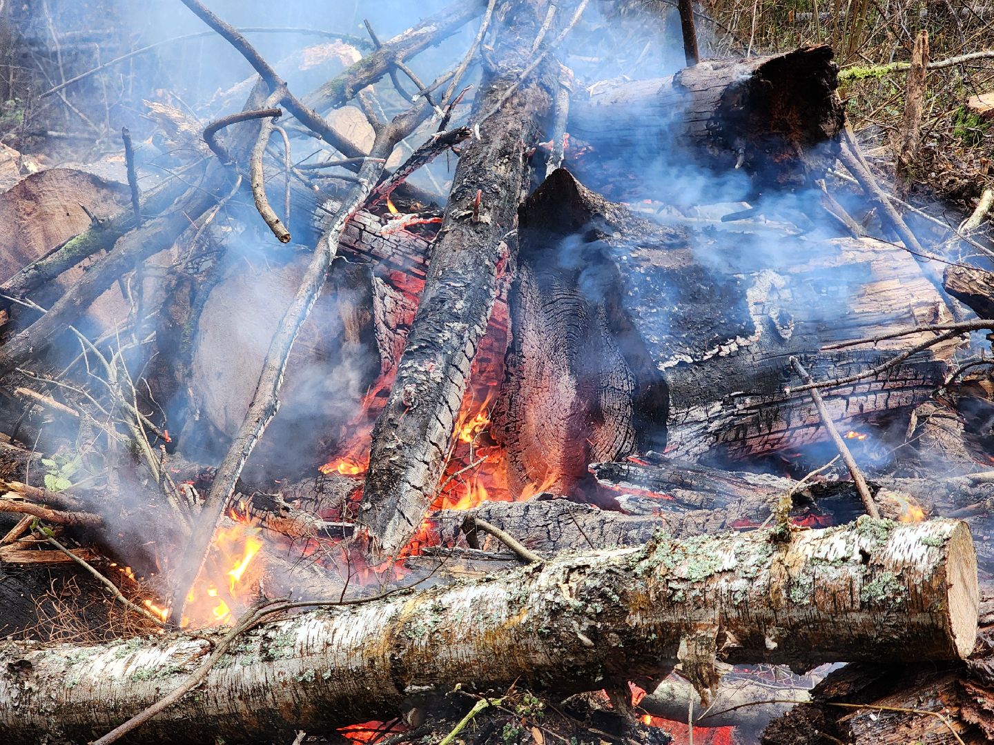 сергиев посад, сергиево-посадский городской округ, высоково, мособллес, санитарная вырубка, выборочная рубка, санитарно-оздоровительные мероприятия, леса подмосковья,