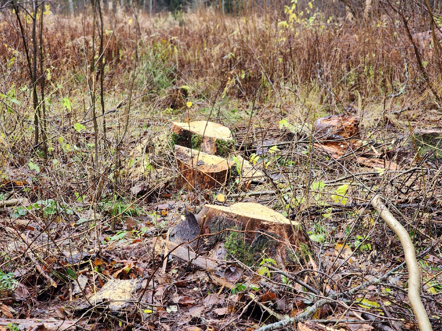 сергиев посад, сергиево-посадский городской округ, высоково, мособллес, санитарная вырубка, выборочная рубка, санитарно-оздоровительные мероприятия, леса подмосковья,