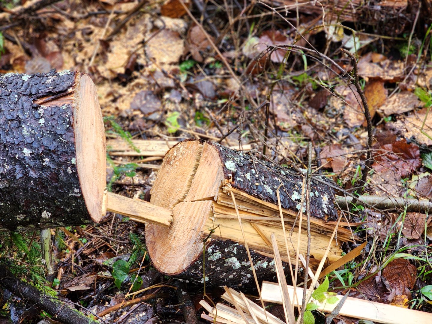 сергиев посад, сергиево-посадский городской округ, высоково, мособллес, санитарная вырубка, выборочная рубка, санитарно-оздоровительные мероприятия, леса подмосковья,