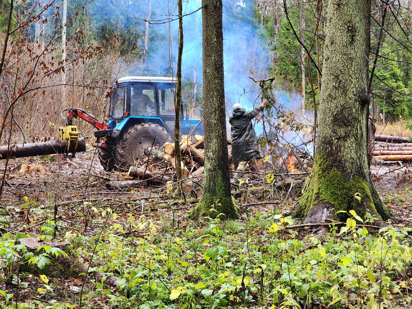 сергиев посад, сергиево-посадский городской округ, высоково, мособллес, санитарная вырубка, выборочная рубка, санитарно-оздоровительные мероприятия, леса подмосковья,